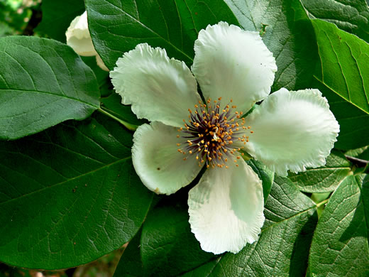 image of Stewartia ovata, Mountain Camellia, Mountain Stewartia