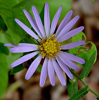 image of Symphyotrichum patens var. patens, Late Purple Aster, Common Clasping Aster, Late Blue Aster, Skydrop Aster