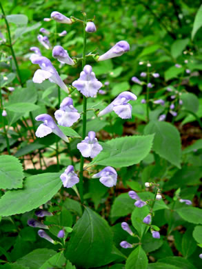 image of Scutellaria serrata, Showy Skullcap, Serrate Skullcap