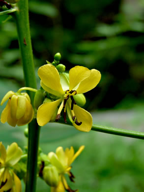 image of Senna marilandica, Maryland Wild Senna, Maryland Senna