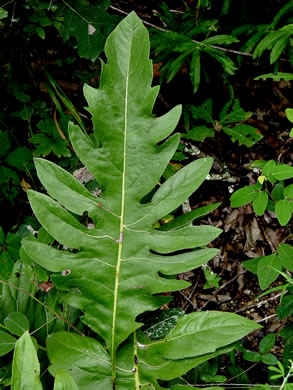 image of Silphium pinnatifidum, Tansy Rosinweed, Cutleaf Prairie-dock