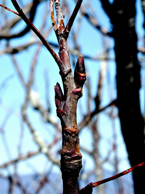 image of Sorbus americana, American Mountain-ash, American Rowan