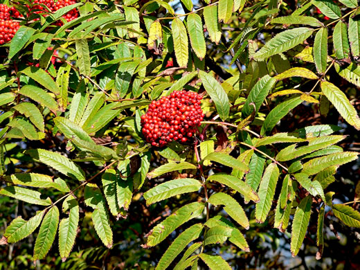 image of Sorbus americana, American Mountain-ash, American Rowan