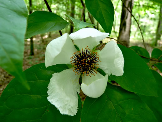 image of Stewartia ovata, Mountain Camellia, Mountain Stewartia