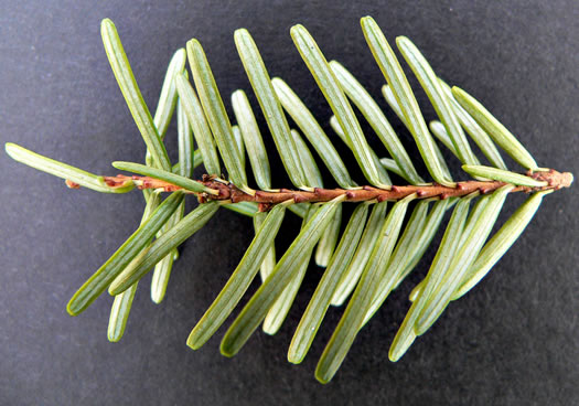 image of Tsuga caroliniana, Carolina Hemlock, Crag Hemlock