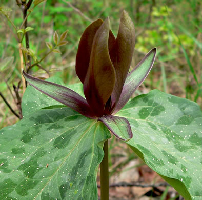 image of Trillium cuneatum, Little Sweet Betsy, Purple Toadshade