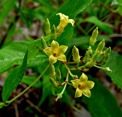 image of Thyrsanthella difformis, Climbing Dogbane