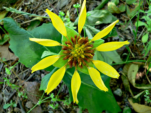 image of Tetragonotheca helianthoides, Pineland Squarehead, Pineland-ginseng