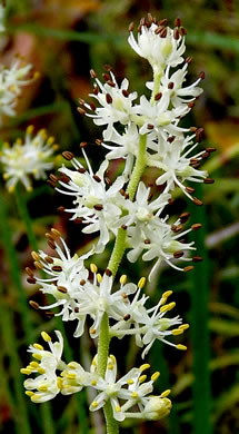 image of Triantha racemosa, Coastal Bog Asphodel, Southern Bog Asphodel, Coastal False Asphodel, Savanna Asphodel