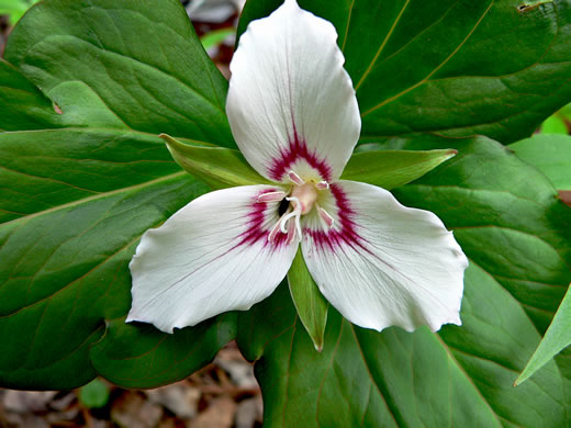 image of Trillidium undulatum, Painted Trillium, Striped Wake-robin