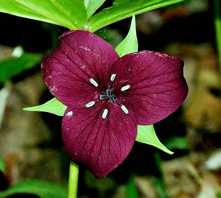 image of Trillium vaseyi, Vasey's Trillium, Sweet Trillium, Sweet Beth