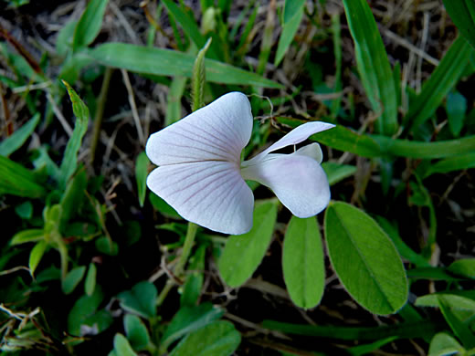 image of Tephrosia spicata, Spiked Hoary-pea, Brown-hair Tephrosia, Tawny Goat's Rue