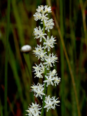 image of Triantha racemosa, Coastal Bog Asphodel, Southern Bog Asphodel, Coastal False Asphodel, Savanna Asphodel