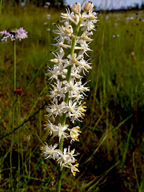 image of Triantha racemosa, Coastal Bog Asphodel, Southern Bog Asphodel, Coastal False Asphodel, Savanna Asphodel