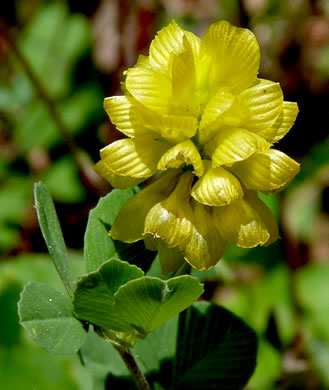 image of Trifolium campestre, Hop Clover, Low Hop Clover, Field Clover