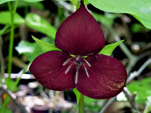 image of Trillium vaseyi, Vasey's Trillium, Sweet Trillium, Sweet Beth