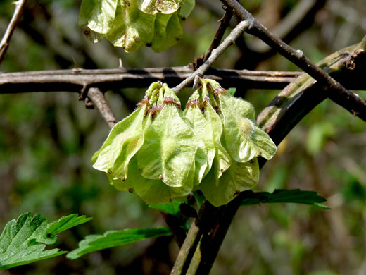 image of Ulmus rubra, Slippery Elm, Red Elm