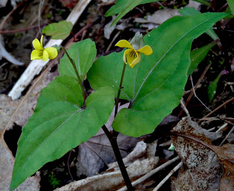 image of Viola hastata, Halberdleaf Violet, Halberdleaf Yellow Violet, Spearleaf Violet, Silverleaf Violet