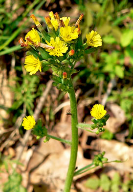 image of Youngia japonica, Asiatic Hawksbeard, Youngia, Japanese Crepis, Oriental False Hawksbeard