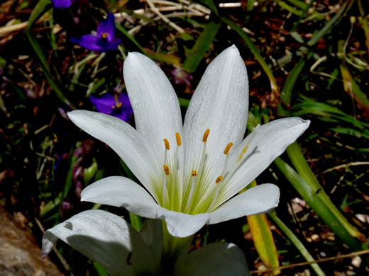 image of Zephyranthes atamasco, Common Atamasco-lily, Rain-lily, Easter Lily, Naked Lily