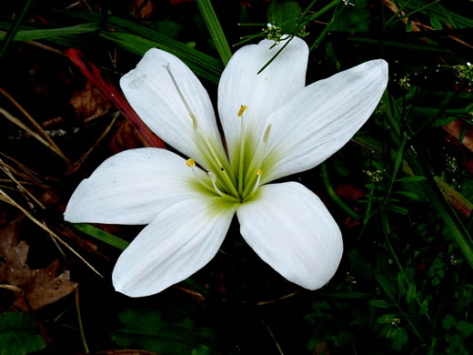 image of Zephyranthes atamasco, Common Atamasco-lily, Rain-lily, Easter Lily, Naked Lily