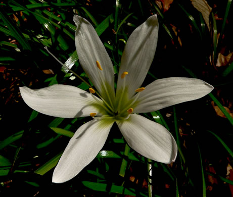 image of Zephyranthes atamasco, Common Atamasco-lily, Rain-lily, Easter Lily, Naked Lily