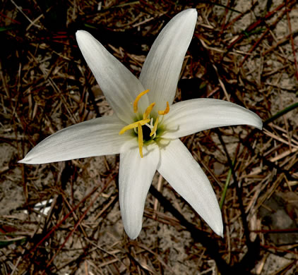 image of Zephyranthes simpsonii, Florida Atamasco-lily, Red-margined Atamasco-lily, Rain-lily