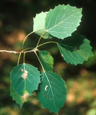 image of Populus grandidentata, Bigtooth Aspen, Large-toothed Aspen