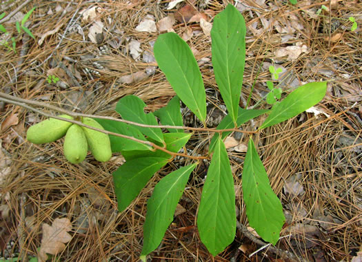 image of Asimina parviflora, Small-flowered Pawpaw, Small-fruited Pawpaw, Dwarf Pawpaw