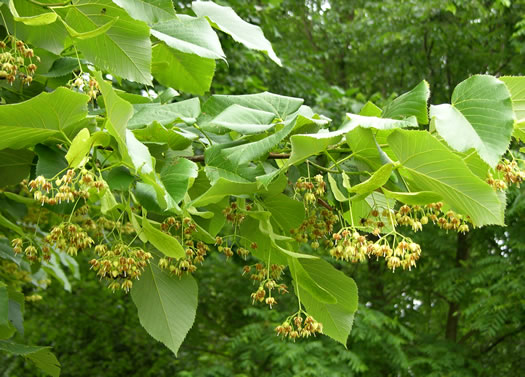 image of Tilia americana var. heterophylla, Mountain Basswood, White Basswood