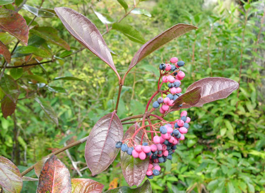 image of Viburnum nudum, Southern Wild Raisin, Possumhaw, Swamp Viburnum, Swamp-haw