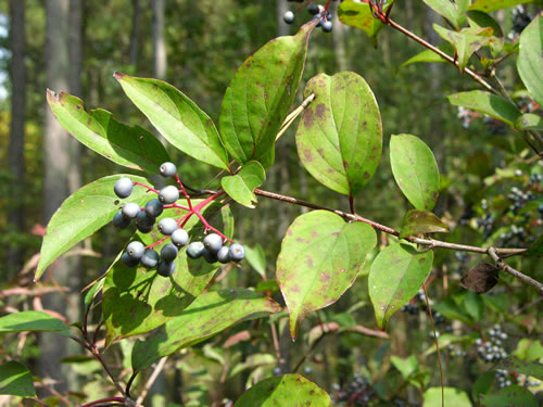 image of Swida foemina, Southern Swamp Dogwood