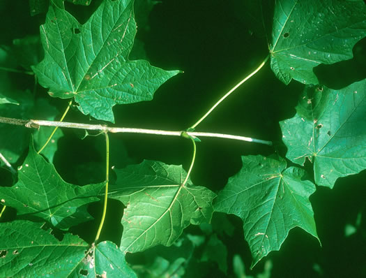 petiole