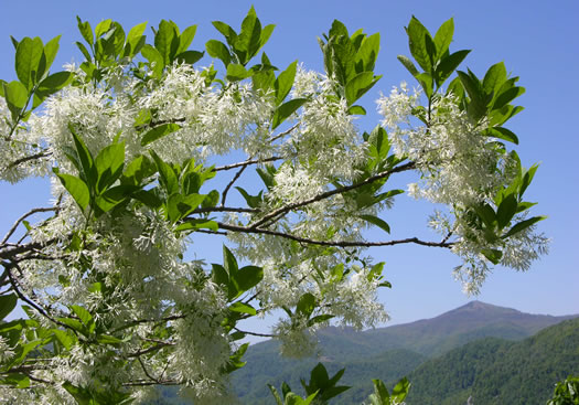 image of Chionanthus virginicus, Fringetree, Grancy Graybeard, Old Man's Beard, Grandsir-graybeard