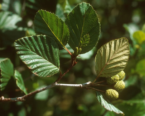 image of Alnus crispa, Green Alder, Mountain Alder