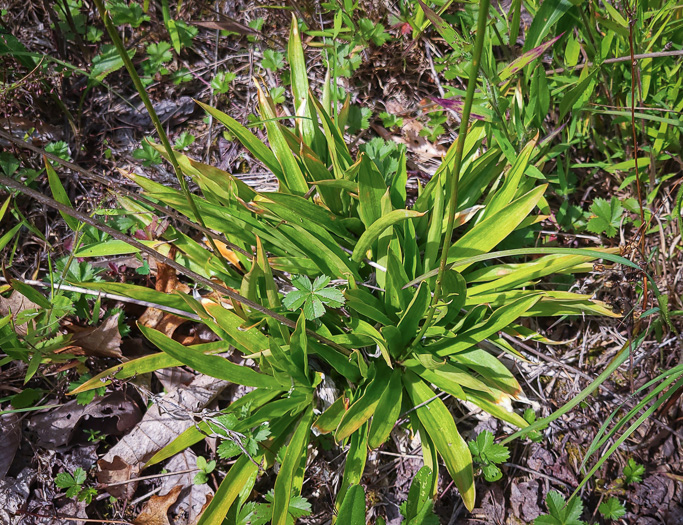 image of Aletris farinosa, Northern White Colicroot, Mealy Colicroot, Stargrass