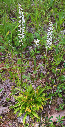 image of Aletris farinosa, Northern White Colicroot, Mealy Colicroot, Stargrass