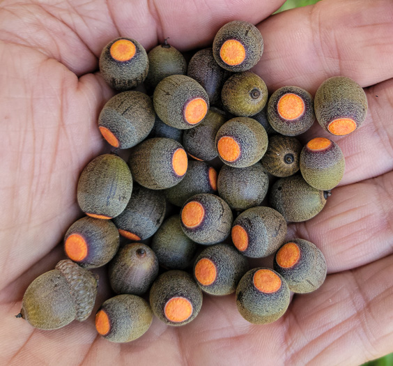 image of Quercus ilicifolia, Bear Oak, Scrub Oak