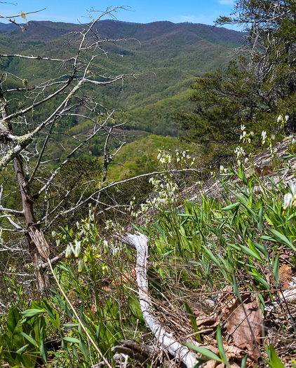 image of Primula meadia, Eastern Shooting Star