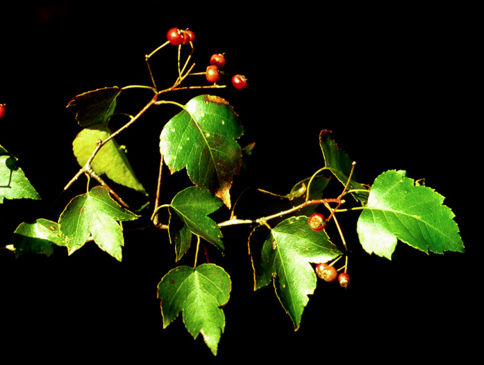 image of Crataegus phaenopyrum, Washington Hawthorn, Virginia Hawthorn