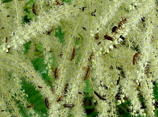 image of Aruncus dioicus var. dioicus, Eastern Goatsbeard, Bride's Feathers