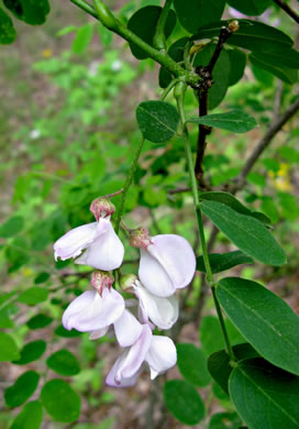 image of Robinia hispida var. rosea, Boynton's Locust