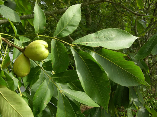 image of Carya laciniosa, Big Shellbark Hickory, Kingnut Hickory