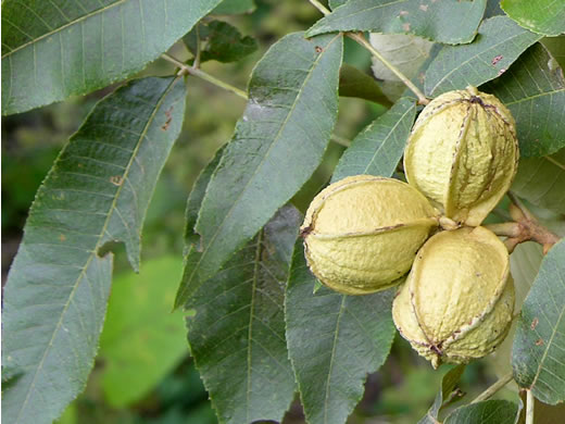 image of Carya myristiciformis, Nutmeg Hickory