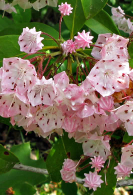 image of Kalmia latifolia, Mountain Laurel, Ivy, Calico-bush, Mountain Ivy