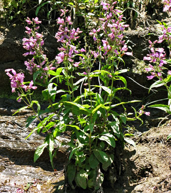 image of Penstemon canescens, Appalachian Beardtongue, Gray's Beardtongue, Eastern Gray Beardtongue