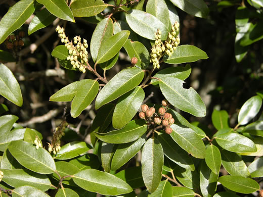 image of Pieris floribunda, Evergreen Mountain Fetterbush, Mountain Andromeda