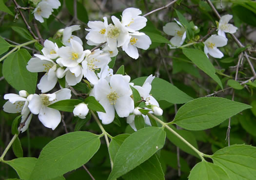 image of Philadelphus hirsutus, Hairy Mock-orange, Cumberland Mock-orange