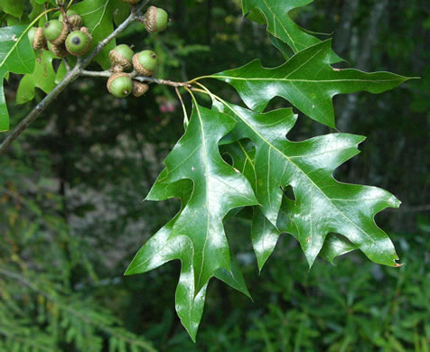 image of Quercus georgiana, Georgia Oak