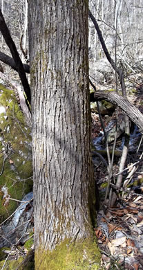 image of Ulmus rubra, Slippery Elm, Red Elm